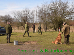 Hundetræning forår 2016